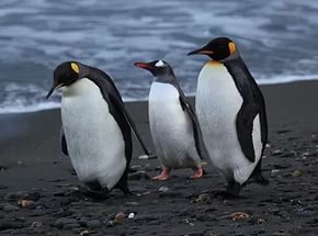 Пингвины – чудо которая создала природа